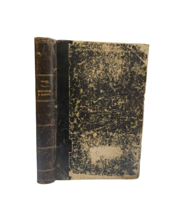I molluschi e i zoofiti. La vita e i costumi degli animali di Luigi Fuguier