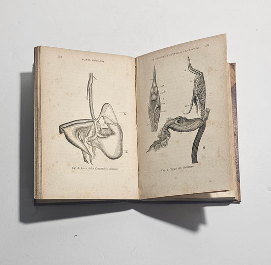 Incisioni scientifiche libro antico ottocento