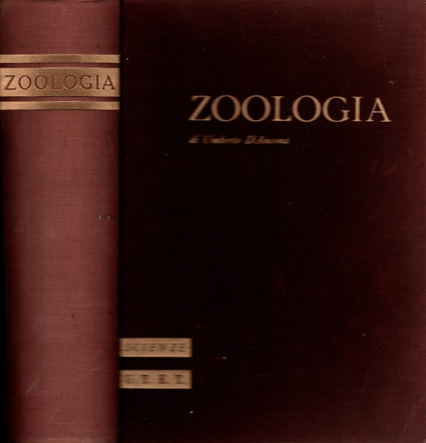 Zoologia di Umberto d' Ancona