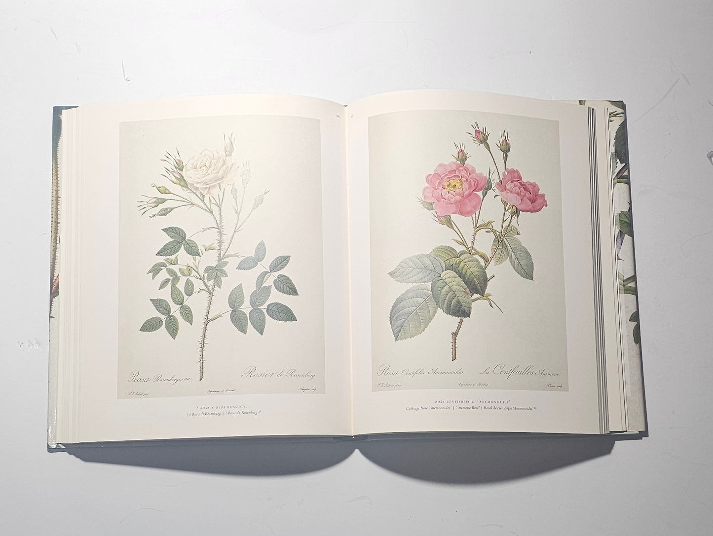 Tavole botaniche illustrate di rose nel volume The Roses iolibrocarmine