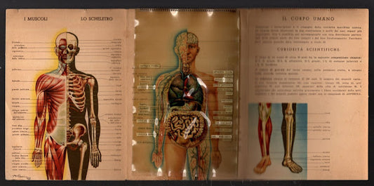 IL CORPO UMANO OMAGGIO DELLA CO-FA 1930