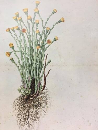 ACQUARELLI DI JACOPO LIGOZZI - IOLIBROCARMINE