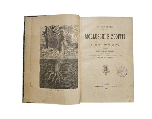 I molluschi e i zoofiti. La vita e i costumi degli animali di Luigi Fuguier