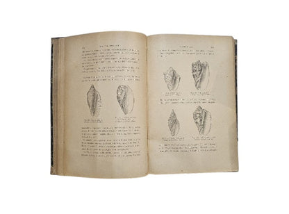 I molluschi e i zoofiti. La vita e i costumi degli animali di Luigi Fuguier