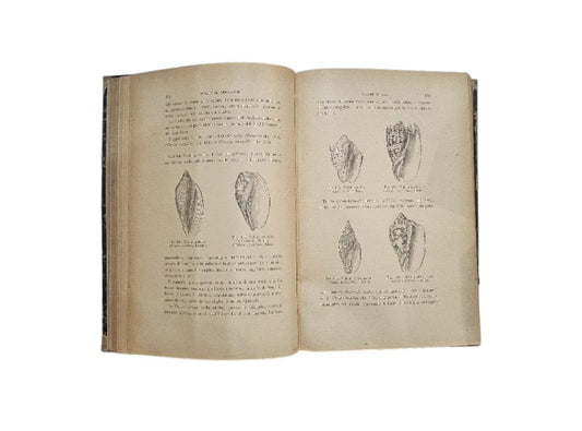 I molluschi e i zoofiti. La vita e i costumi degli animali di Luigi Fuguier