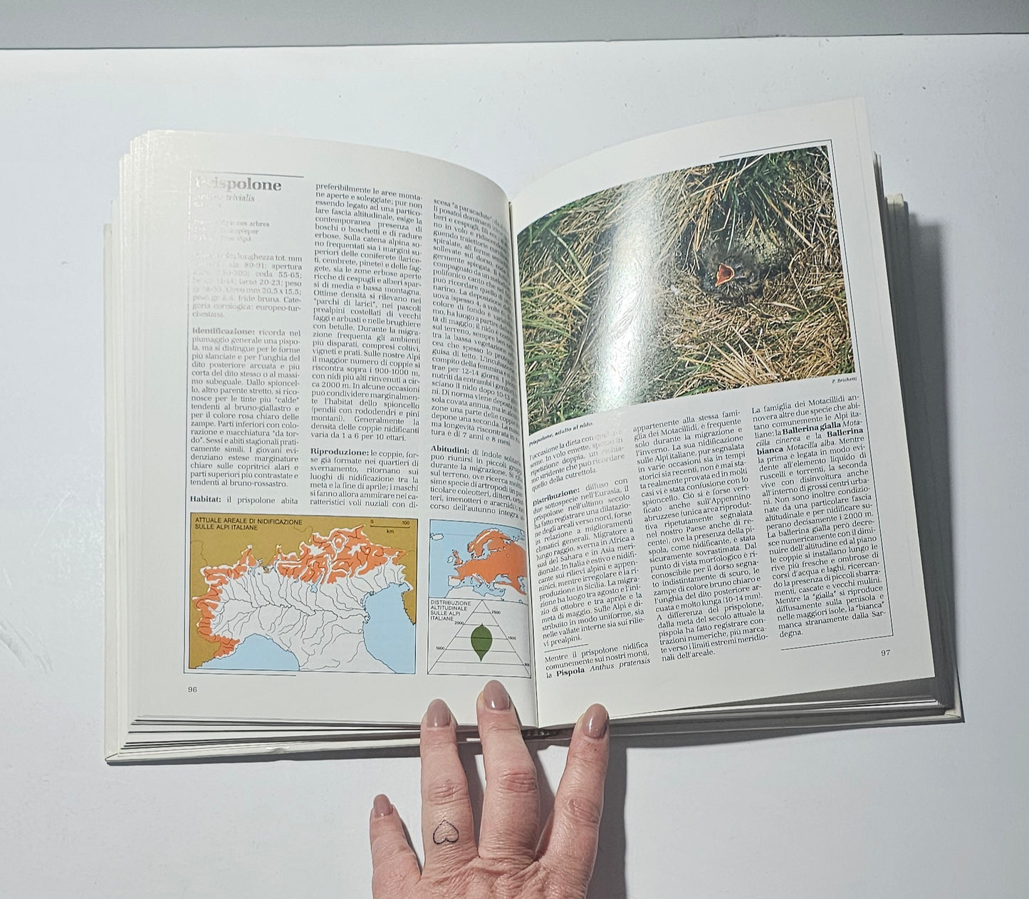 pagina interna atlante degli uccelli delle alpi italiane mappe e fotografie iolibrocarmine
