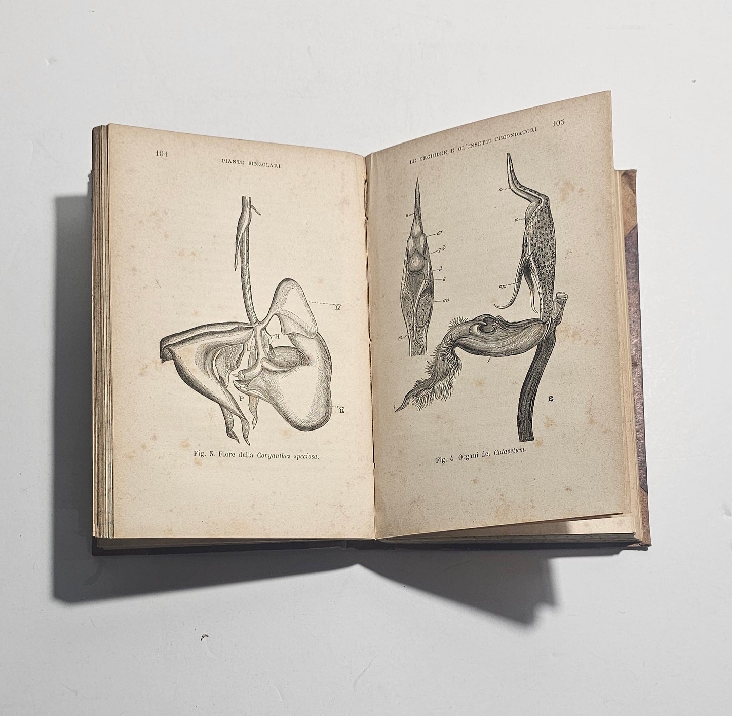 Incisioni scientifiche libro antico ottocento
