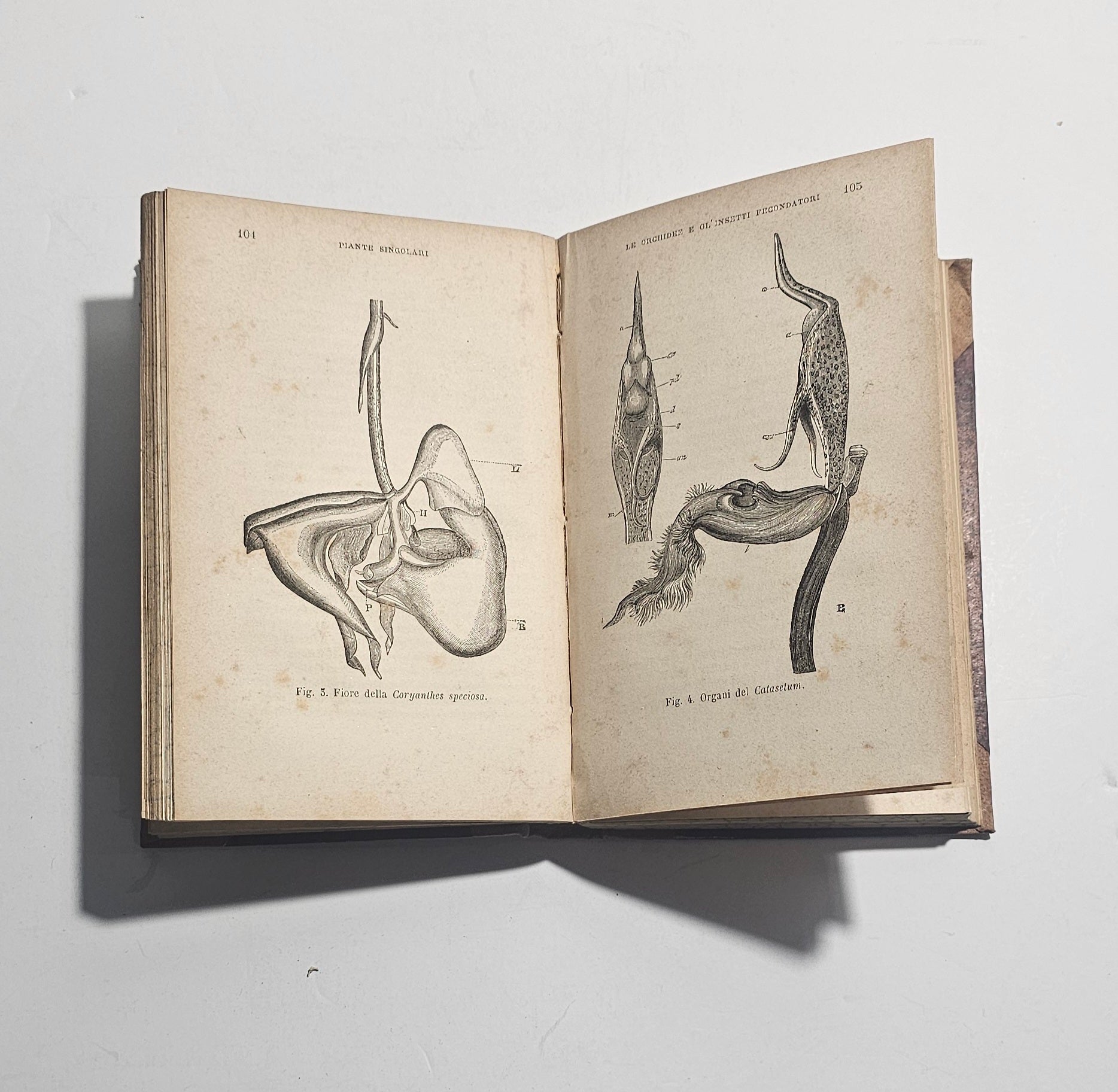 Incisioni scientifiche libro antico ottocento

