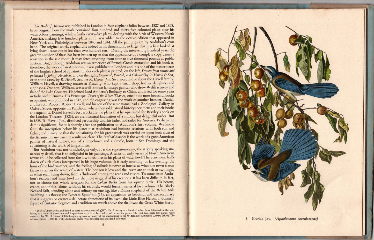 Audubon's American birds