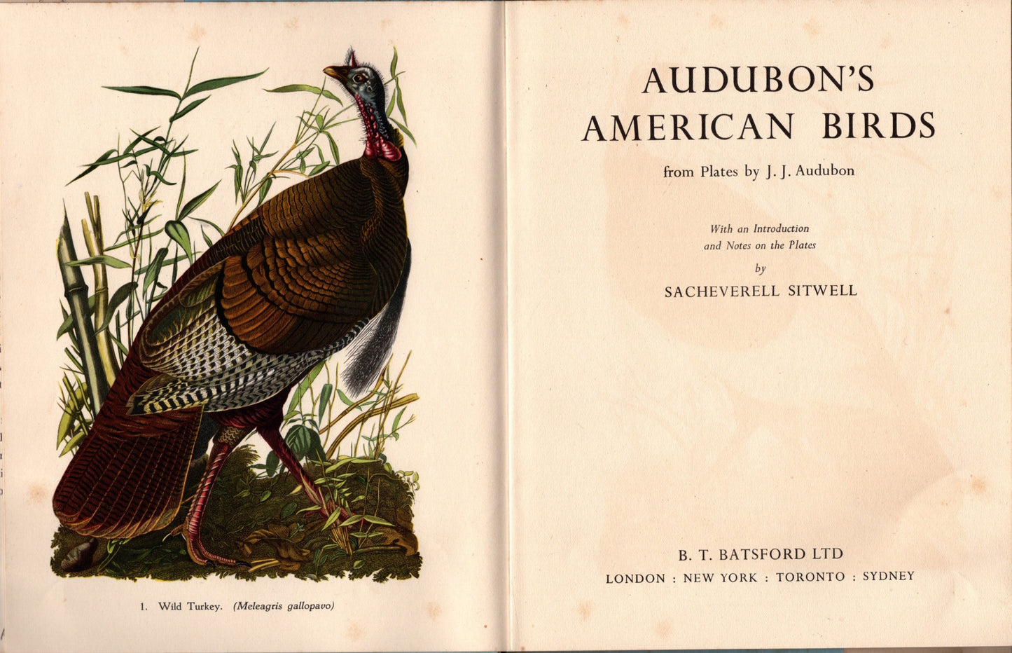 Audubon's American birds