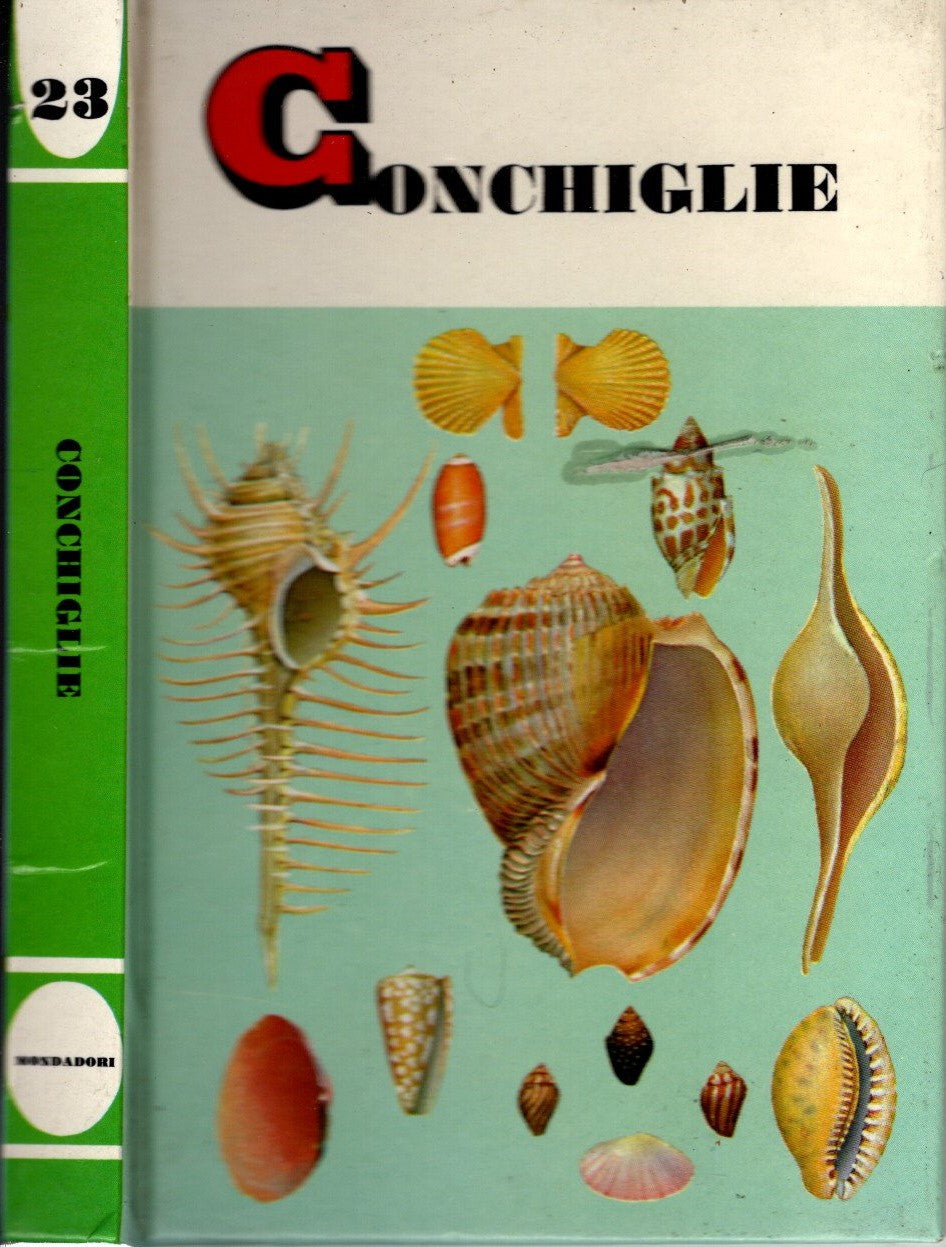 Conchiglie specie di tutto il mondo