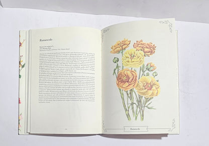 Illustrazione botanica ranuncolo libro Ditelo con i Fiori Marta Marzotto