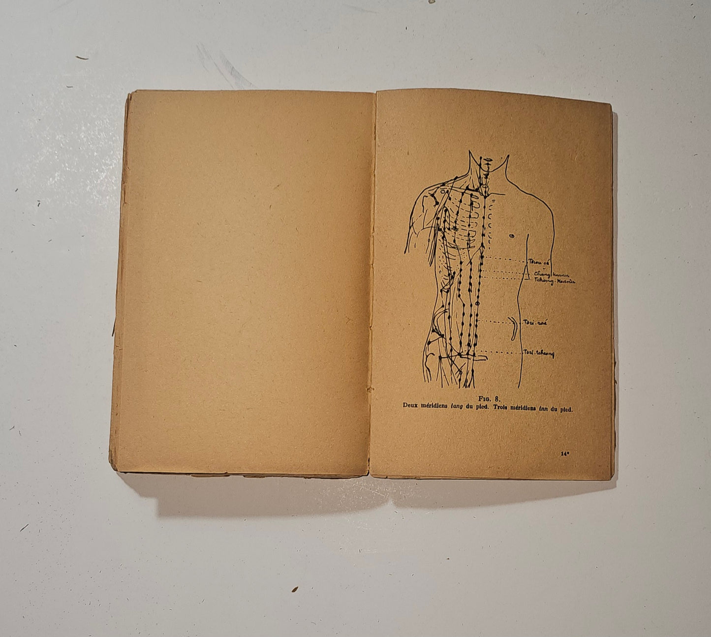 Figura illustrata dei meridiani nel libro di agopuntura cinese 1947  io libro carmine