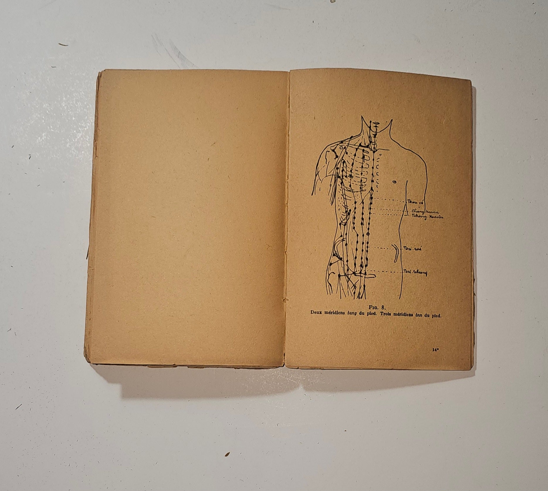 Figura illustrata dei meridiani nel libro di agopuntura cinese 1947  io libro carmine